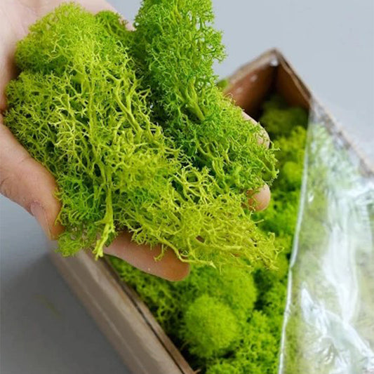 A mossy plant wall landscaping mossy window interior decoration micro landscape immortal flower mossy