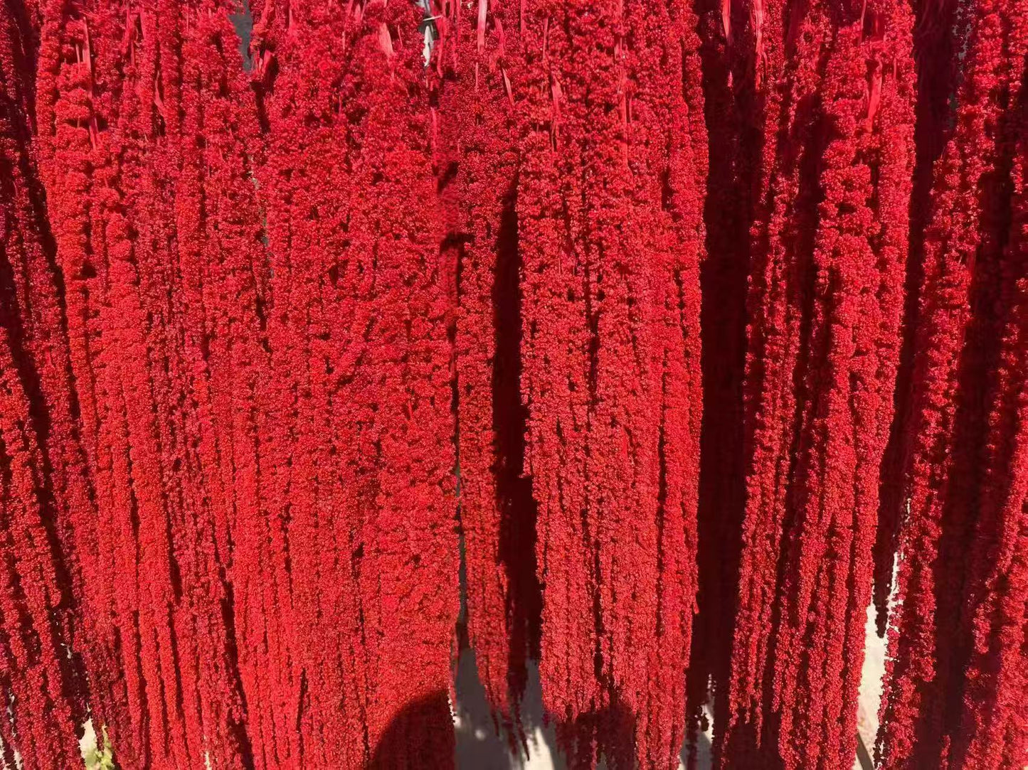 A dried flower eternal flower hanging rice