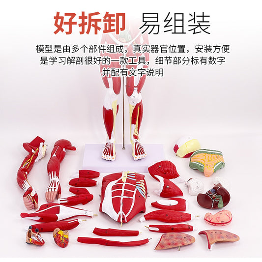A 80CM Human Body Full Body Muscle Model Internal Organs Anatomical Structure Tissue Disassembly Exercise Muscle Man Model
