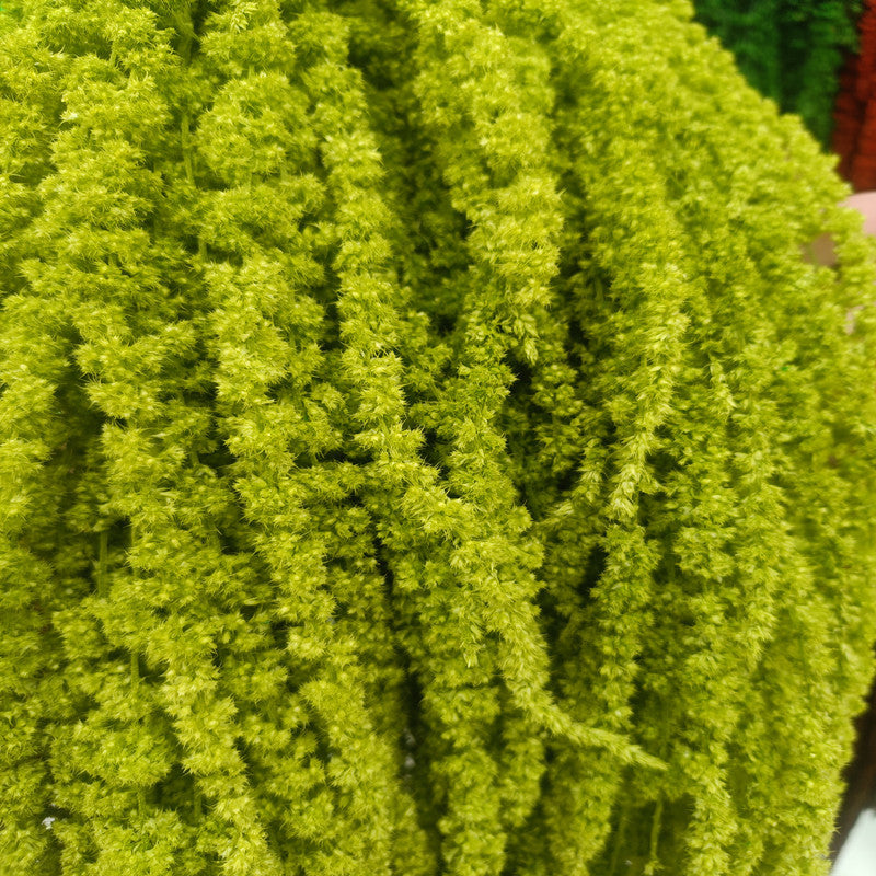 A dried flower eternal flower hanging rice