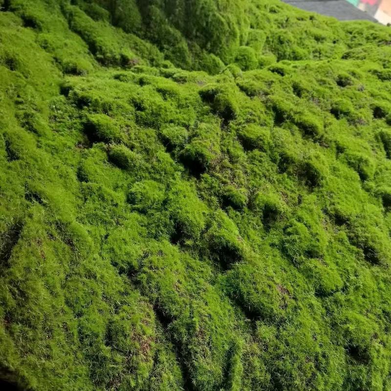 A Plant wall simulation moss green false moss moss micro landscape bonsai landscaping decorative material lawn turf