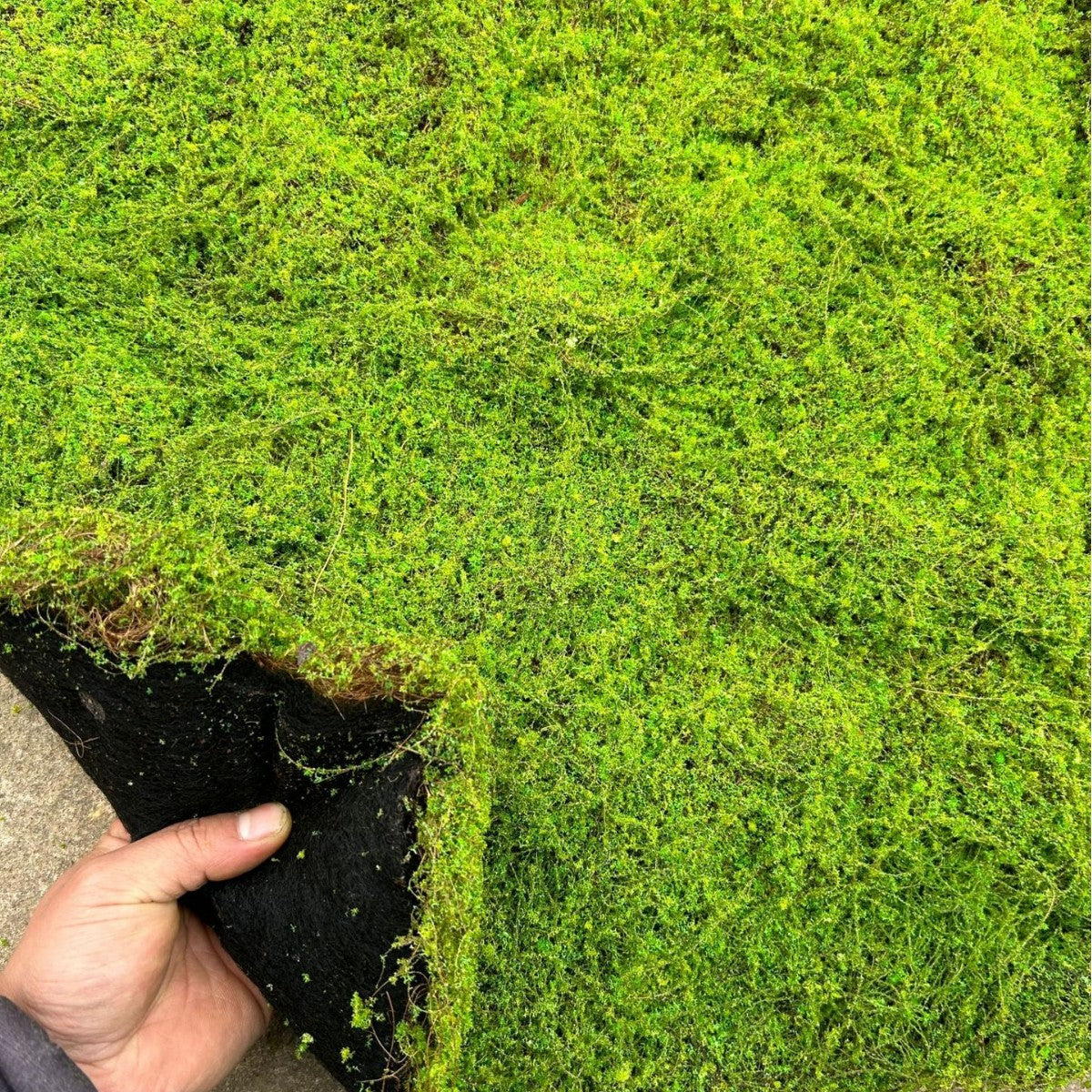 A Plant wall simulation moss green false moss moss micro landscape bonsai landscaping decorative material lawn turf