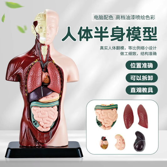A Human organ and skeleton model