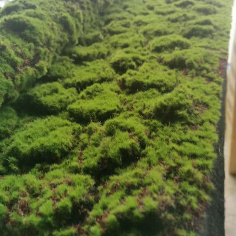 A Plant wall simulation moss green false moss moss micro landscape bonsai landscaping decorative material lawn turf