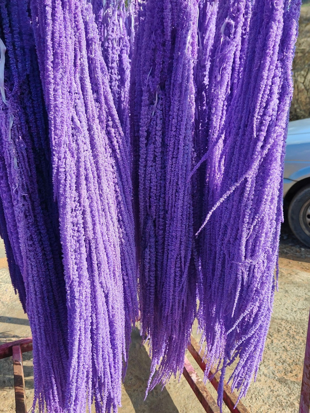 A dried flower eternal flower hanging rice