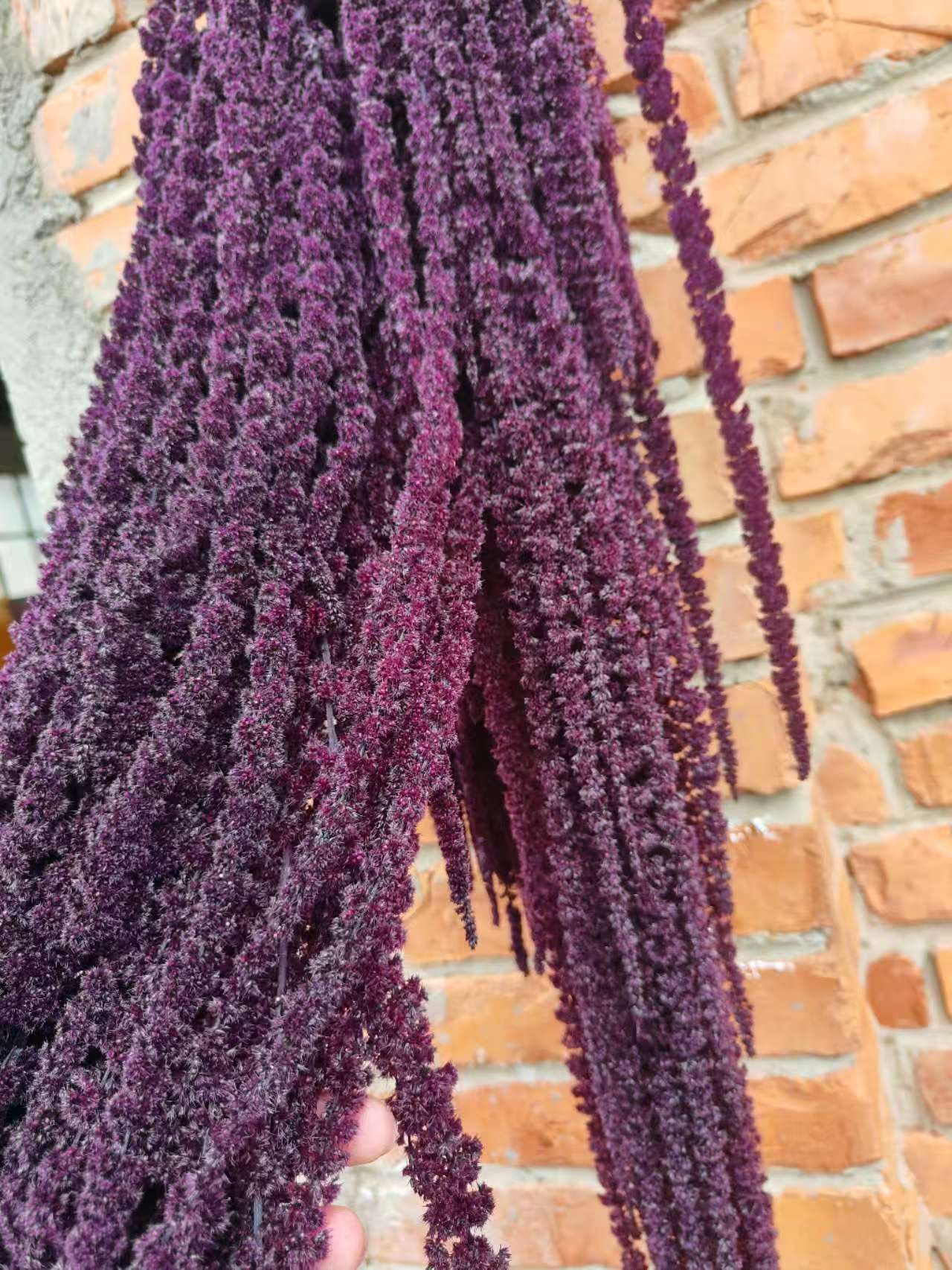 A dried flower eternal flower hanging rice