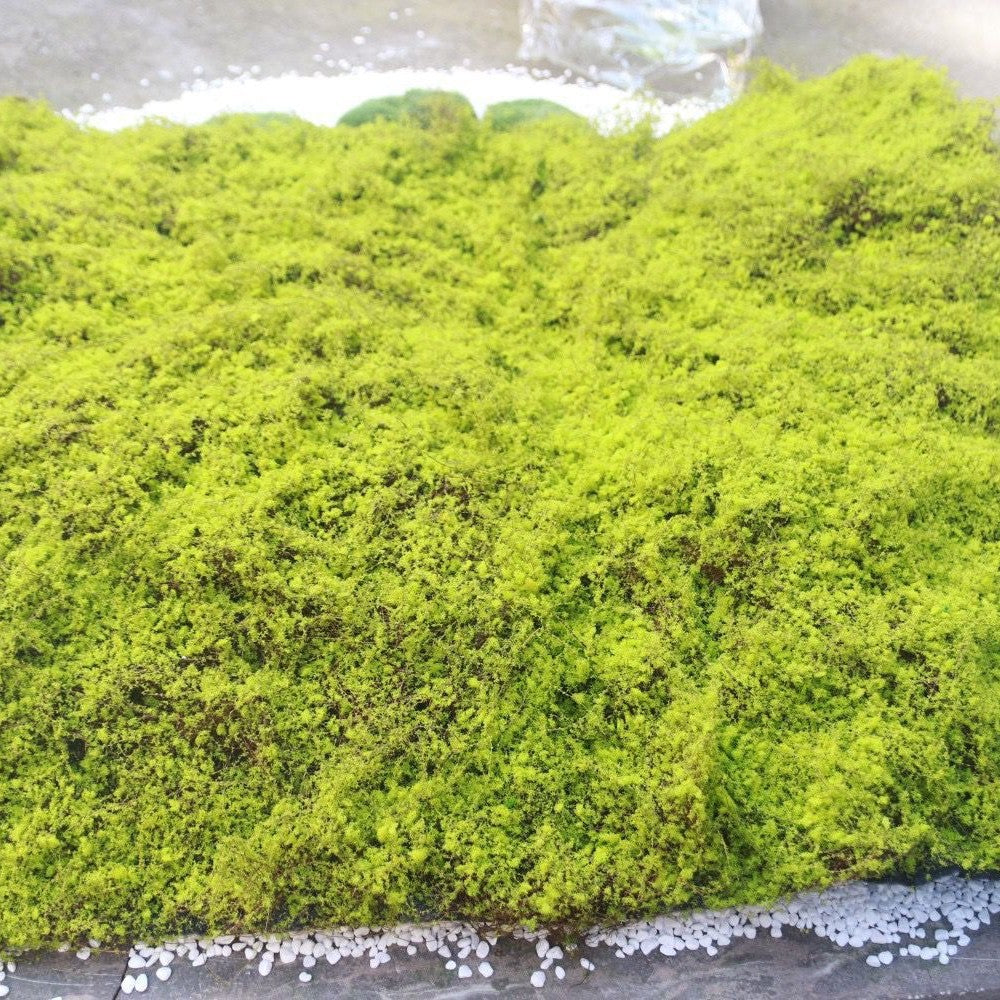 A Plant wall simulation moss green false moss moss micro landscape bonsai landscaping decorative material lawn turf
