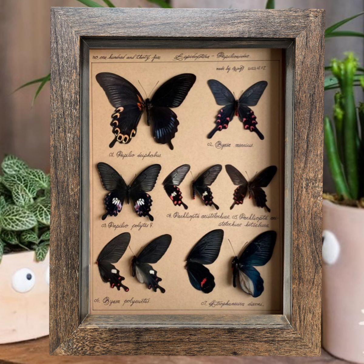 A retro three-dimensional hollow photo frame butterfly insect shell plant specimen frame advanced sense table self-mounting display frame