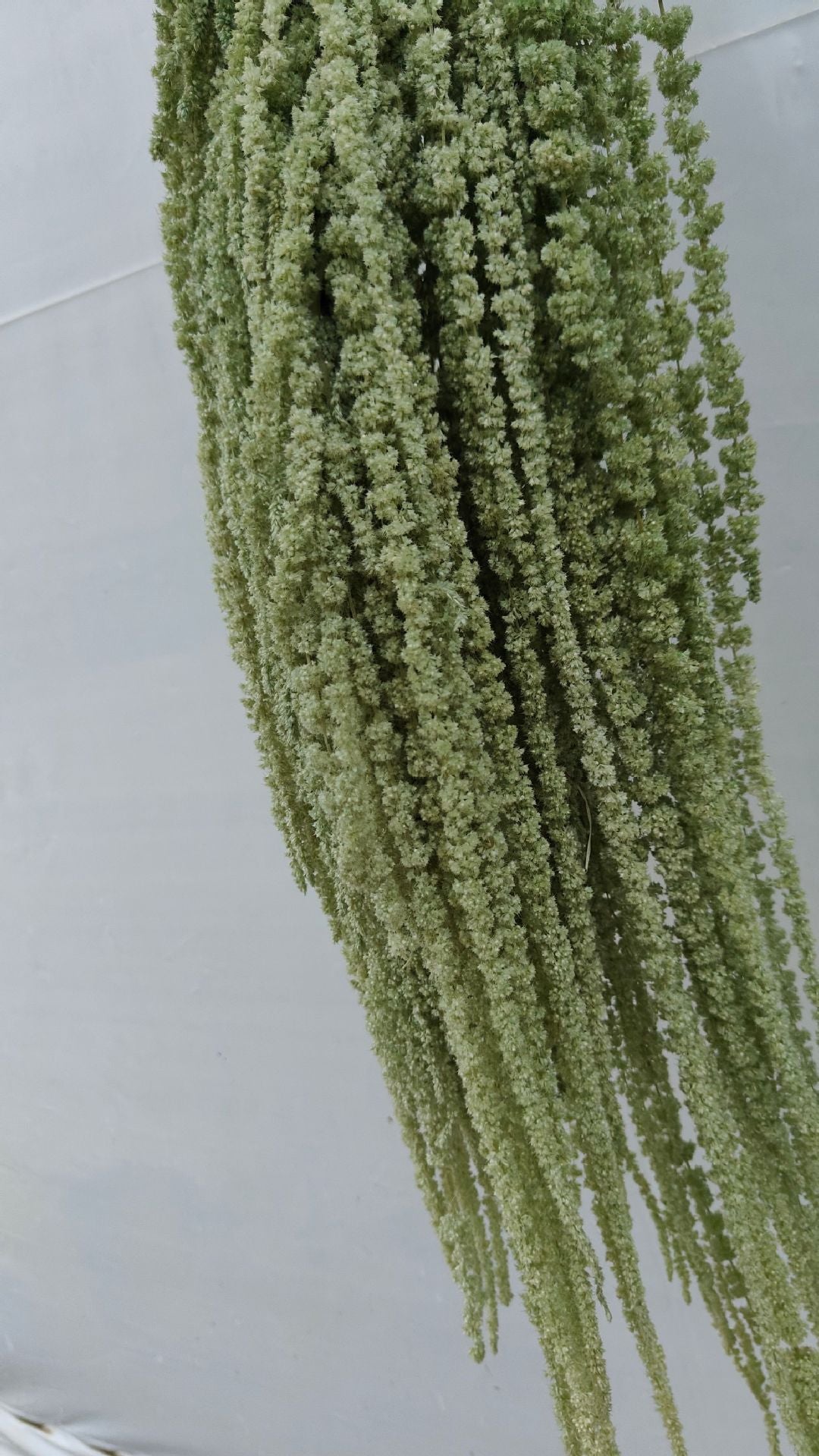 A dried flower eternal flower hanging rice