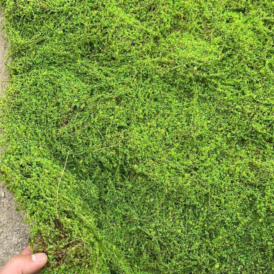 A Plant wall simulation moss green false moss moss micro landscape bonsai landscaping decorative material lawn turf
