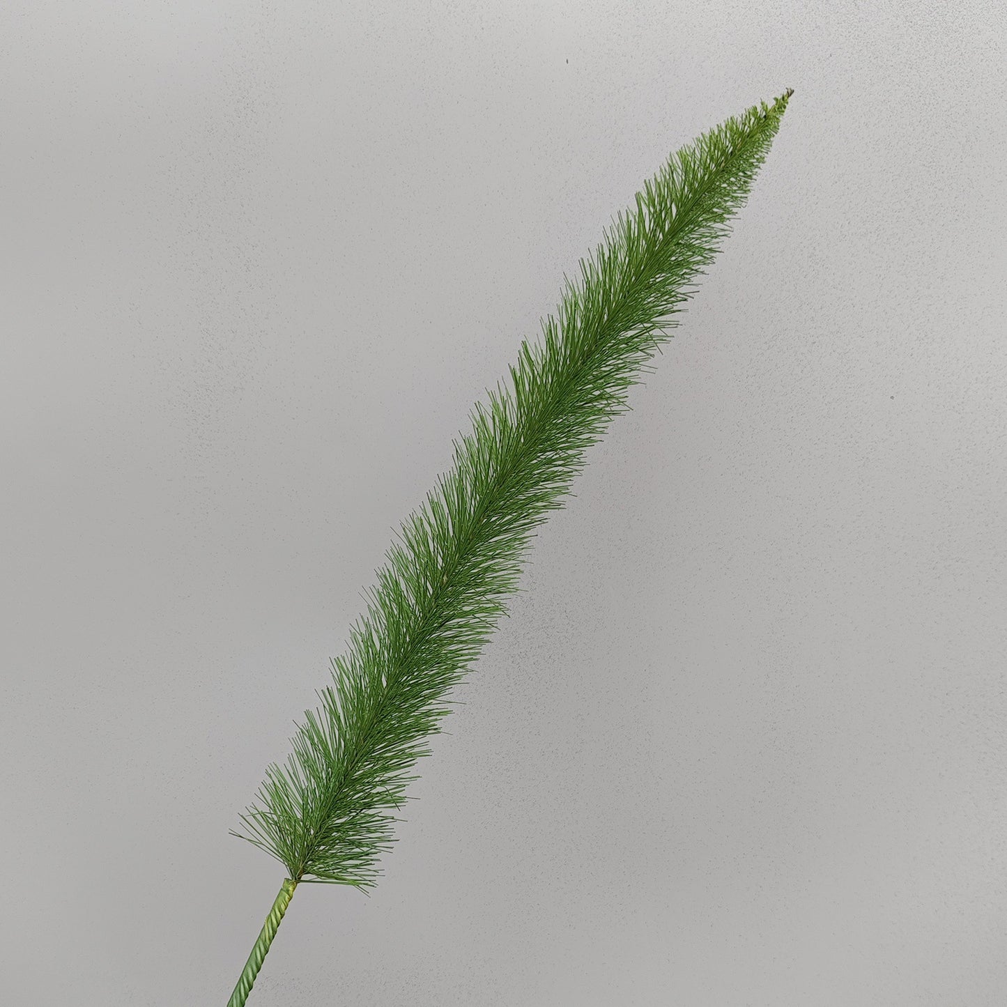 A Mori Monet Garden Simulation Flower Wedding Flower Reed < unk > Grass Fluffy Eucalyptus Green Simulation Flower