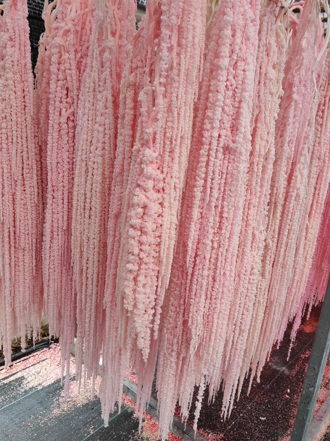 A dried flower eternal flower hanging rice