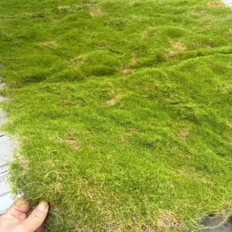 A Plant wall simulation moss green false moss moss micro landscape bonsai landscaping decorative material lawn turf