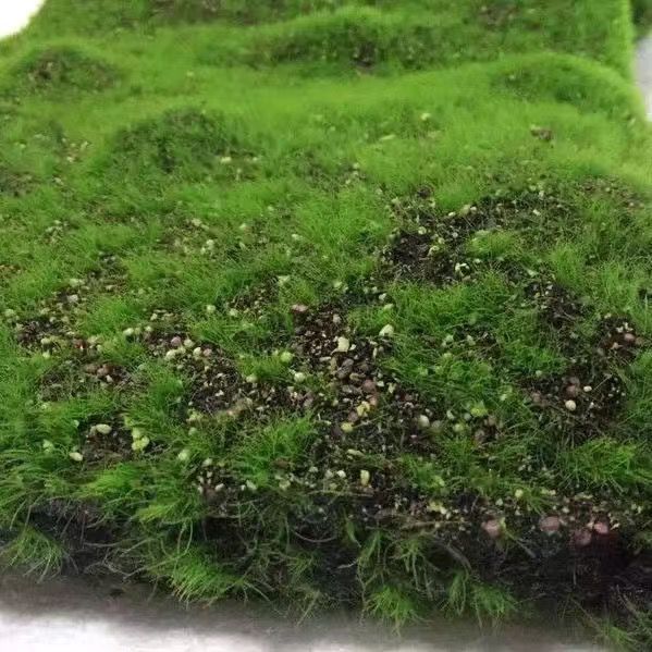 A Plant wall simulation moss green false moss moss micro landscape bonsai landscaping decorative material lawn turf