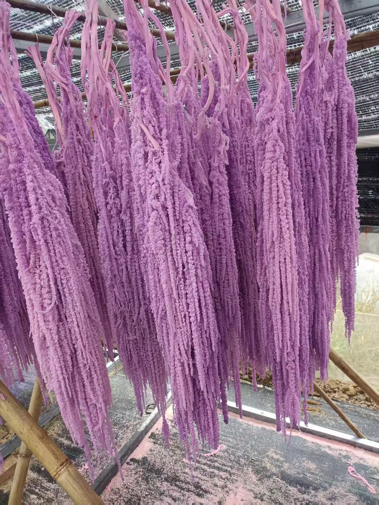 A dried flower eternal flower hanging rice