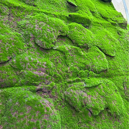 A Plant wall simulation moss green false moss moss micro landscape bonsai landscaping decorative material lawn turf