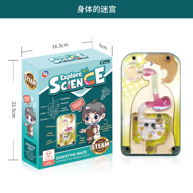 A Human organ and skeleton model