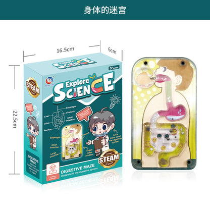 A Human organ and skeleton model