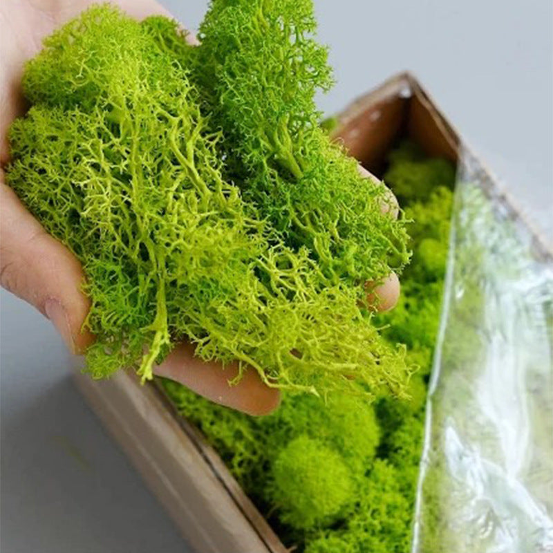 A mossy plant wall landscaping mossy window interior decoration micro landscape immortal flower mossy