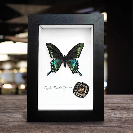 A wood glass hollow photo frame butterfly insect specimen frame DIY