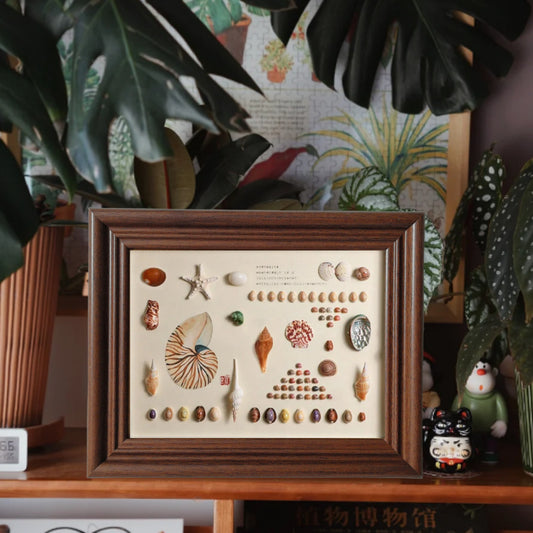 A shell specimen DIY handmade three-dimensional photo frame natural conch mounted display table hanging wall wooden decorative picture frame