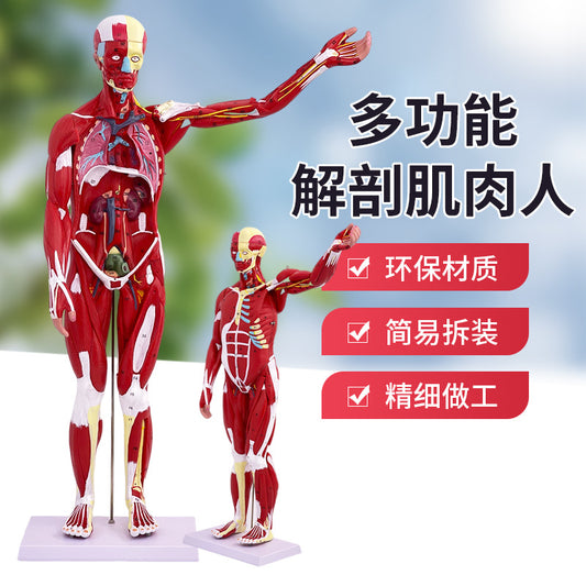 A 80CM Human Body Full Body Muscle Model Internal Organs Anatomical Structure Tissue Disassembly Exercise Muscle Man Model