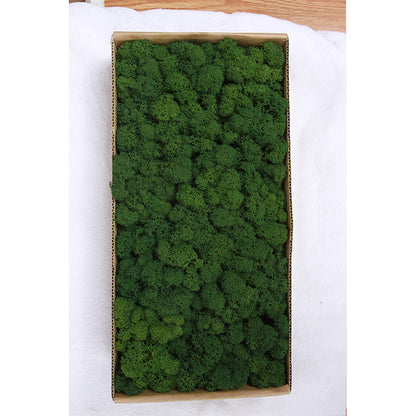 A mossy plant wall landscaping mossy window interior decoration micro landscape immortal flower mossy