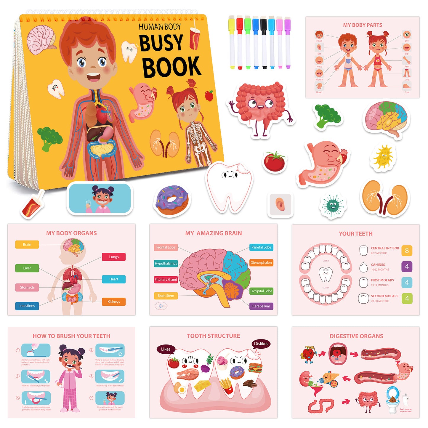 A busy book on body structure