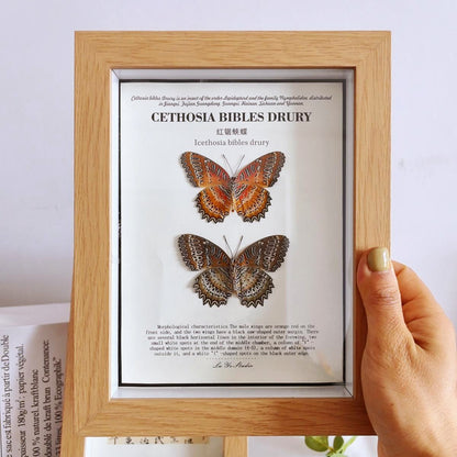 A wood glass hollow photo frame butterfly insect specimen frame DIY