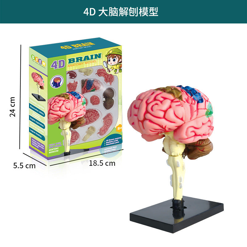 A Human organ and skeleton model