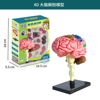 A Human organ and skeleton model