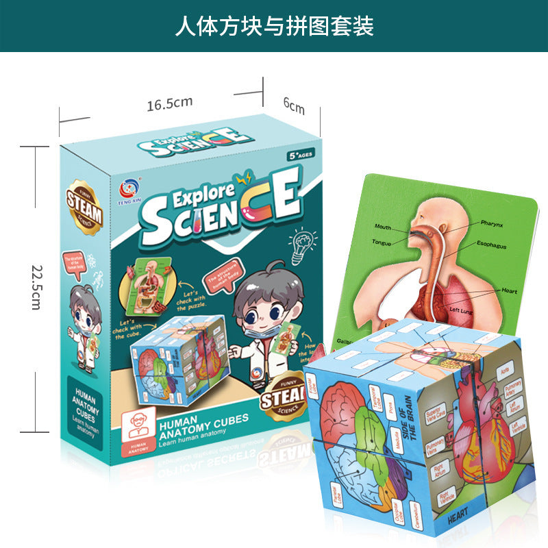 A Human organ and skeleton model