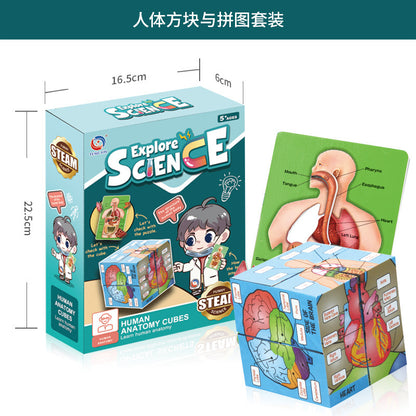 A Human organ and skeleton model