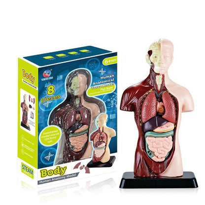 A Human organ and skeleton model
