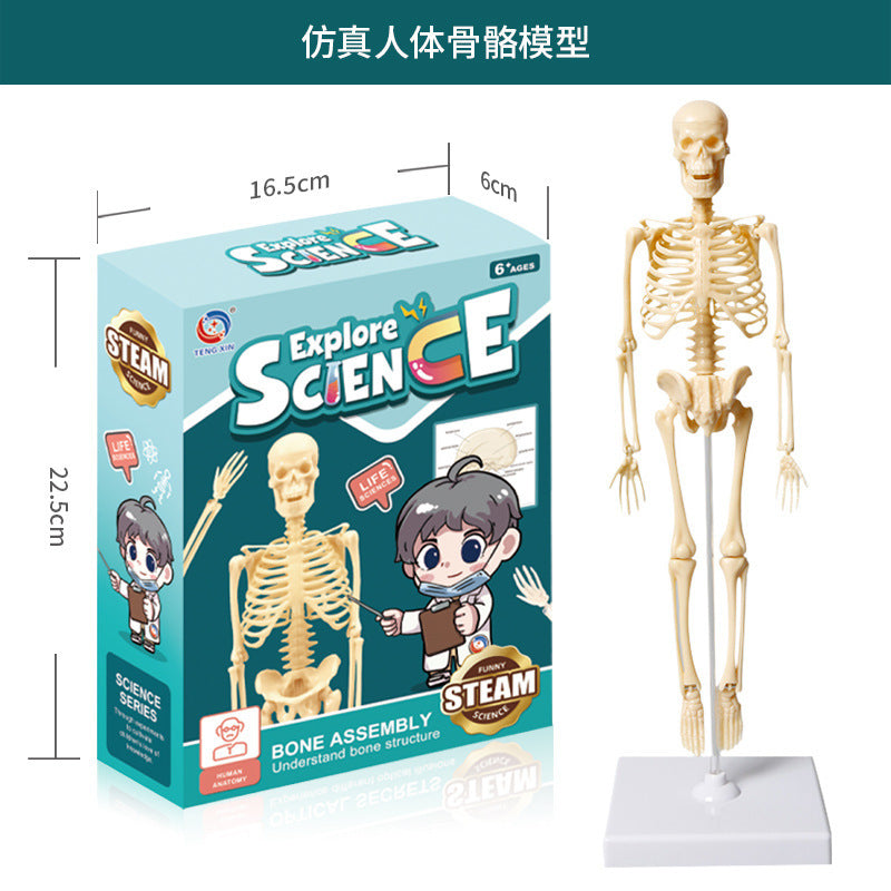 A Human organ and skeleton model