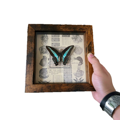 A retro three-dimensional hollow photo frame butterfly insect shell plant specimen frame advanced sense table self-mounting display frame