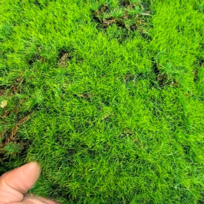 A Plant wall simulation moss green false moss moss micro landscape bonsai landscaping decorative material lawn turf