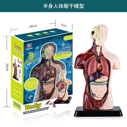 A Human organ and skeleton model