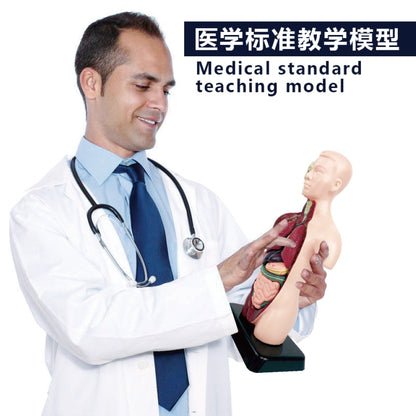 A Human organ and skeleton model