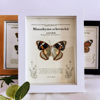 A wood glass hollow photo frame butterfly insect specimen frame DIY