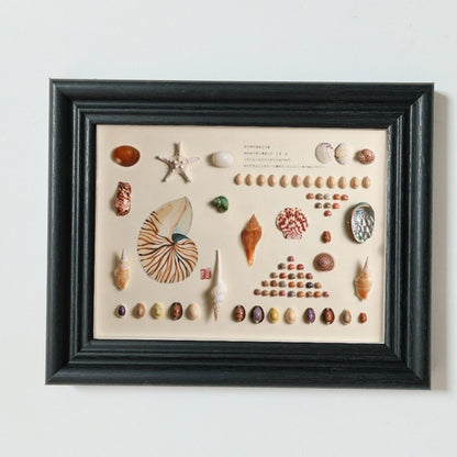 A shell specimen DIY handmade three-dimensional photo frame natural conch mounted display table hanging wall wooden decorative picture frame