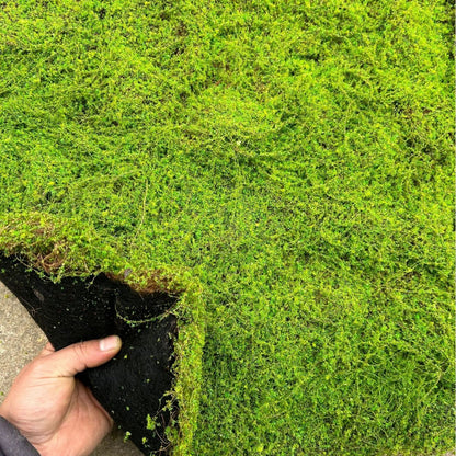 A Plant wall simulation moss green false moss moss micro landscape bonsai landscaping decorative material lawn turf