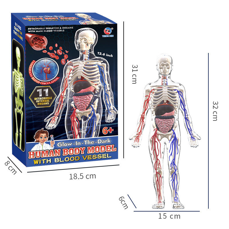 A Human organ and skeleton model