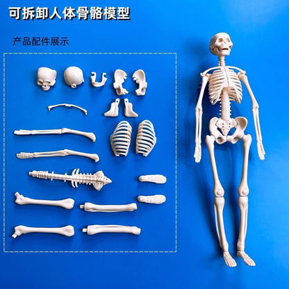 A Human organ and skeleton model