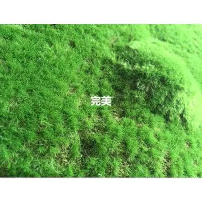 A Plant wall simulation moss green false moss moss micro landscape bonsai landscaping decorative material lawn turf