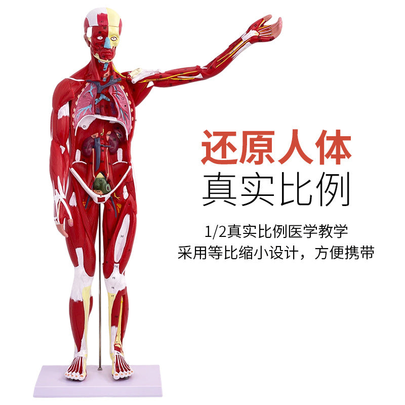 A 80CM Human Body Full Body Muscle Model Internal Organs Anatomical Structure Tissue Disassembly Exercise Muscle Man Model