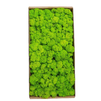 A mossy plant wall landscaping mossy window interior decoration micro landscape immortal flower mossy