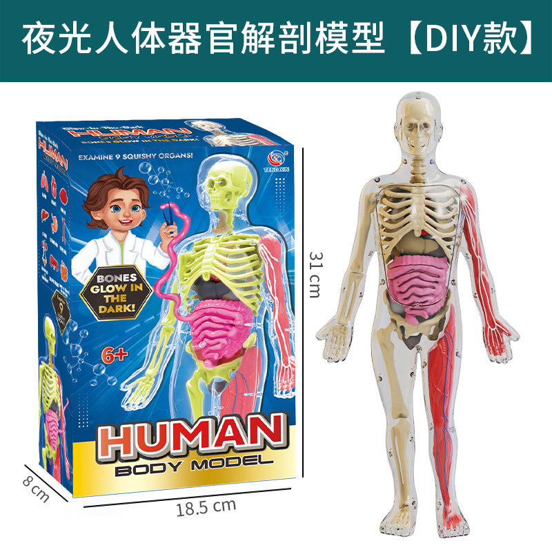 A Human organ and skeleton model