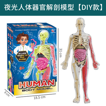 A Human organ and skeleton model