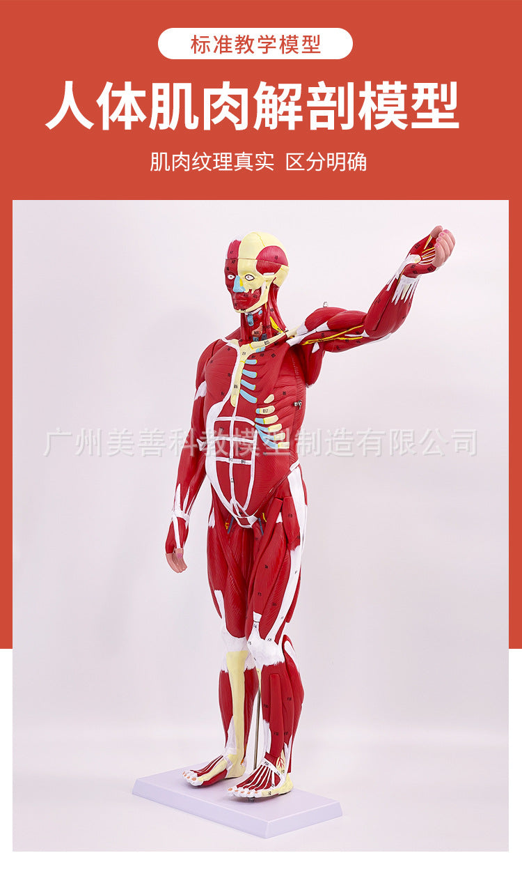 A 80CM Human Body Full Body Muscle Model Internal Organs Anatomical Structure Tissue Disassembly Exercise Muscle Man Model